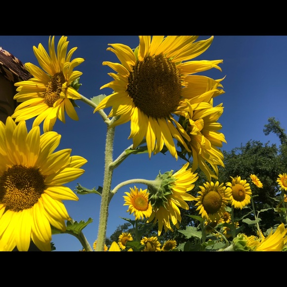 Meet your Posher, Sara - Picture 1 of 2